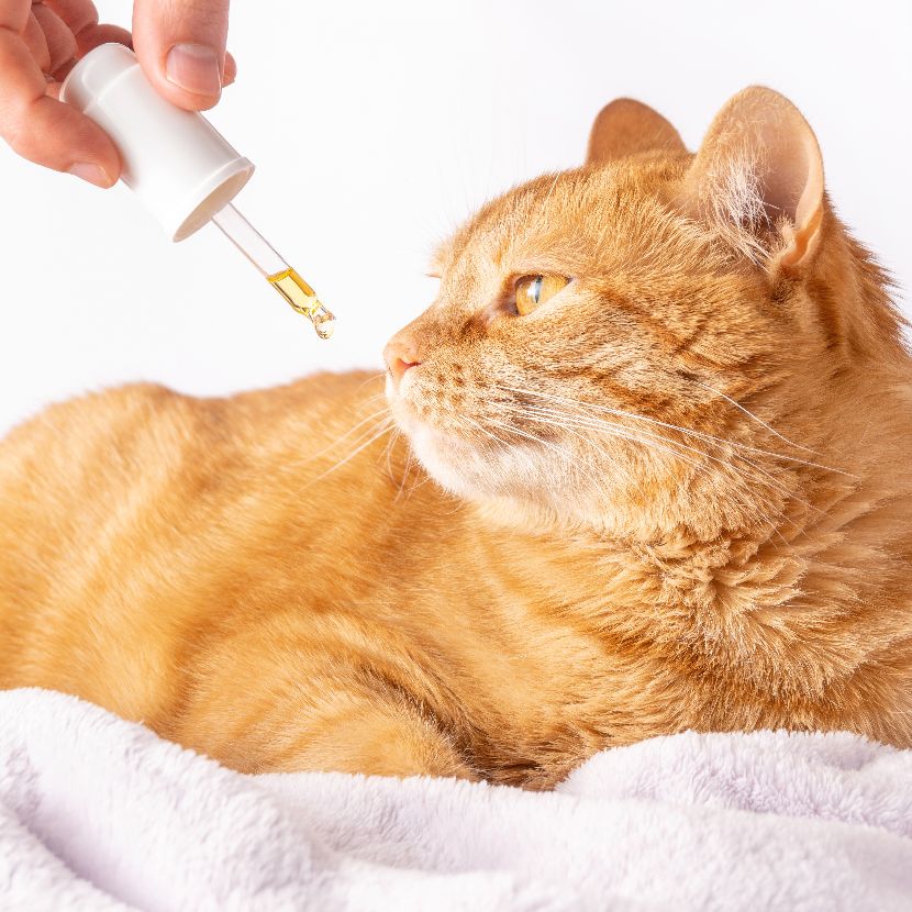 Suplementos para gatos